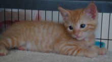 [picture of Tigger, a Domestic Short Hair orange tabby\ cat] 