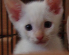 [another picture of Storm Shadow, a Siamese/Domestic Short Hair-x flamepoint\ cat] 