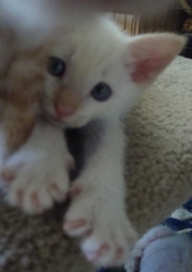 [picture of Storm Shadow, a Siamese/Domestic Short Hair-x flamepoint cat]