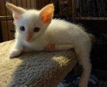 [picture of Storm Shadow, a Siamese/Domestic Short Hair-x flamepoint\ cat] 