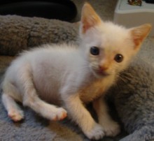 [another picture of Wilbur, a Siamese/Domestic Short Hair-x flamepoint\ cat] 