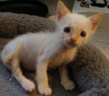 [picture of Wilbur, a Siamese/Domestic Short Hair-x flamepoint\ cat] 