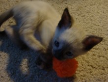 [another picture of Pepper, a Domestic Short Hair sealpoint\ cat] 