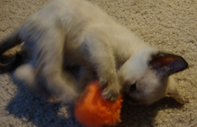 [picture of Pepper, a Domestic Short Hair sealpoint cat]
