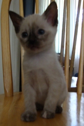 [picture of Pepper, a Domestic Short Hair sealpoint cat]