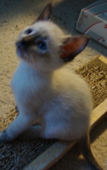 [picture of Pepper, a Domestic Short Hair sealpoint\ cat] 