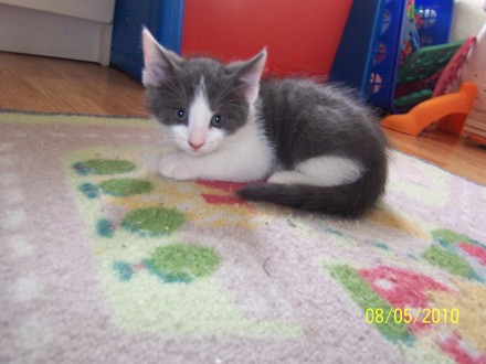 [picture of Wally, a Domestic Short Hair white/gray\ cat] 