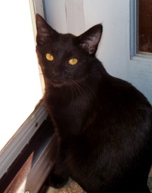 [another picture of Johnny, a Domestic Short Hair black\ cat] 