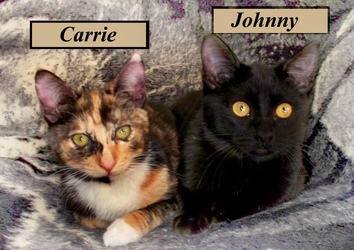 [picture of Johnny, a Domestic Short Hair black cat]