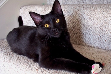 [picture of Johnny, a Domestic Short Hair black cat]