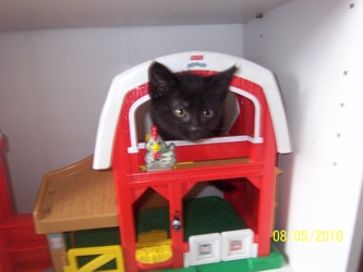 [picture of Johnny, a Domestic Short Hair black cat]