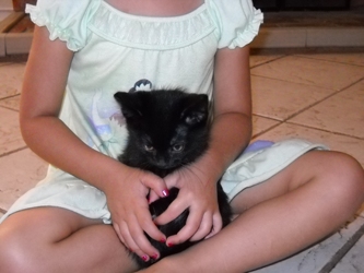 [picture of Johnny, a Domestic Short Hair black cat]