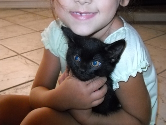 [picture of Johnny, a Domestic Short Hair black cat]
