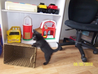 [picture of Johnny, a Domestic Short Hair black cat]