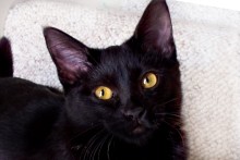 [picture of Johnny, a Domestic Short Hair black\ cat] 