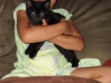 [another picture of Buddha, a Domestic Short Hair black\ cat] 