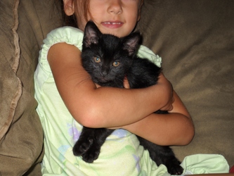 [picture of Buddha, a Domestic Short Hair black cat]