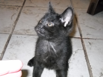[picture of Buddha, a Domestic Short Hair black cat]