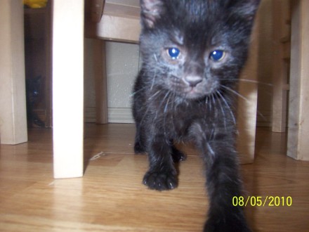 [picture of Buddha, a Domestic Short Hair black\ cat] 