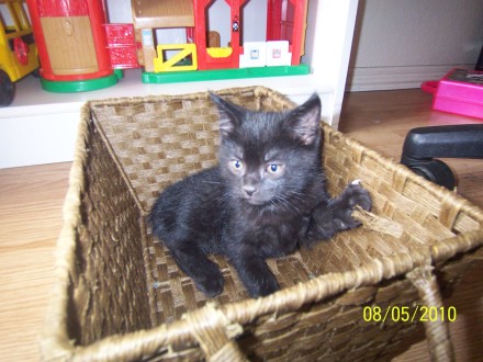 [picture of Sprout, a Domestic Short Hair black\ cat] 