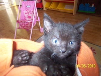 [picture of Nugget, a Domestic Short Hair black cat]