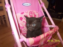 [picture of Nugget, a Domestic Short Hair black\ cat] 