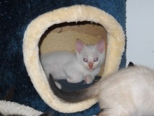 [another picture of Precious, a Siamese/Domestic Short Hair-x flamepoint\ cat] 