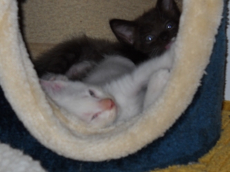 [picture of Precious, a Siamese/Domestic Short Hair-x flamepoint cat]