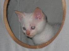 [picture of Precious, a Siamese/Domestic Short Hair-x flamepoint\ cat] 