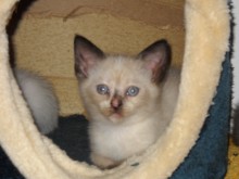 [another picture of Pinky, a Siamese/Domestic Short Hair-x sealpoint\ cat] 