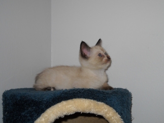 [picture of Pinky, a Siamese/Domestic Short Hair-x sealpoint cat]