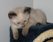 [picture of Pinky, a Siamese/Domestic Short Hair-x sealpoint\ cat] 