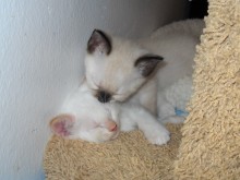 [another picture of Penny, a Siamese/Domestic Short Hair-x sealpoint\ cat] 