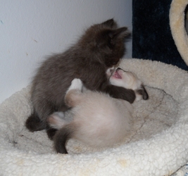 [picture of Penny, a Siamese/Domestic Short Hair-x sealpoint cat]