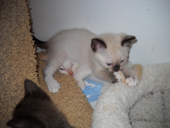 [picture of Penny, a Siamese/Domestic Short Hair-x sealpoint cat]