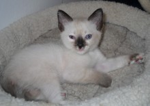 [picture of Penny, a Siamese/Domestic Short Hair-x sealpoint\ cat] 