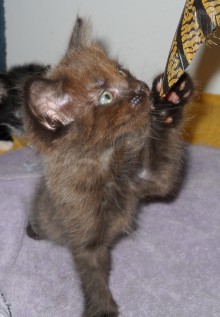 [another picture of Petra, a Domestic Short Hair chocolate/tawny\ cat] 