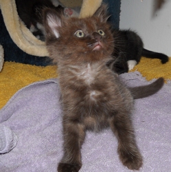 [picture of Petra, a Domestic Short Hair chocolate/tawny cat]