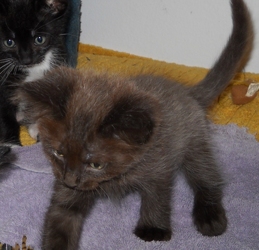 [picture of Petra, a Domestic Short Hair chocolate/tawny cat]