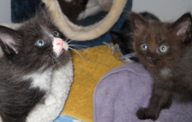 [picture of Petra, a Domestic Short Hair chocolate/tawny cat]