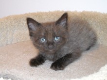 [picture of Petra, a Domestic Short Hair chocolate/tawny\ cat] 