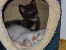 [another picture of Pinta, a Domestic Short Hair chocolate/tawny/white\ cat] 