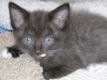 [picture of Pinta, a Domestic Short Hair chocolate/tawny/white\ cat] 