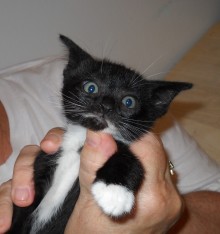 [another picture of Patrick, a Domestic Short Hair smoke/white\ cat] 
