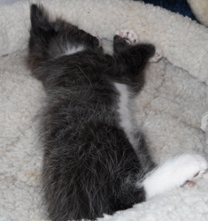 [picture of Patrick, a Domestic Short Hair smoke/white cat]