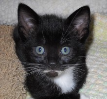 [picture of Patrick, a Domestic Short Hair smoke/white\ cat] 