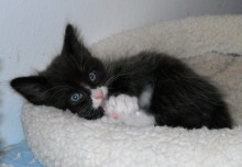 [another picture of Peter, a Domestic Short Hair smoke/white\ cat] 