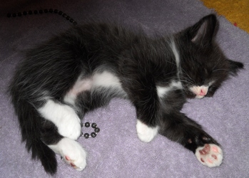 [picture of Peter, a Domestic Short Hair smoke/white cat]
