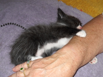 [picture of Peter, a Domestic Short Hair smoke/white cat]