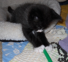 [picture of Peter, a Domestic Short Hair smoke/white cat]